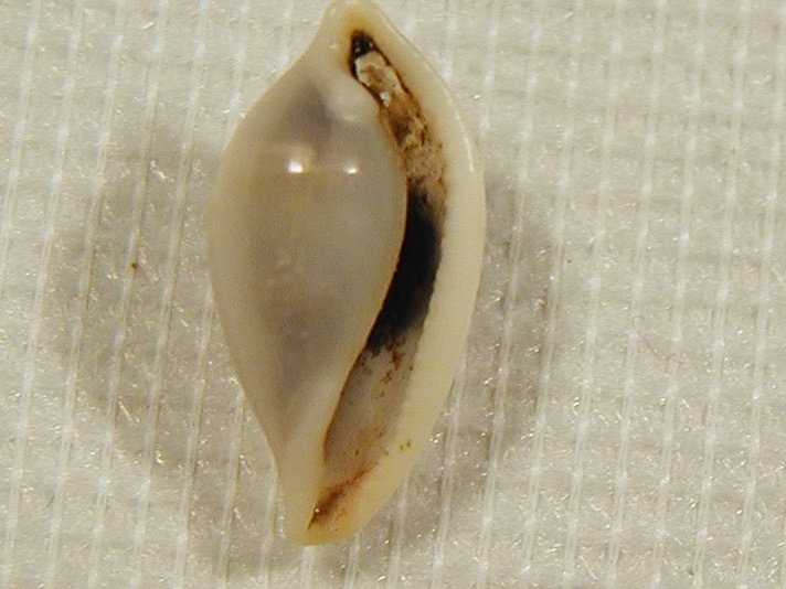 Ovulidae : Simnia purpurea e altri rappresentanti
